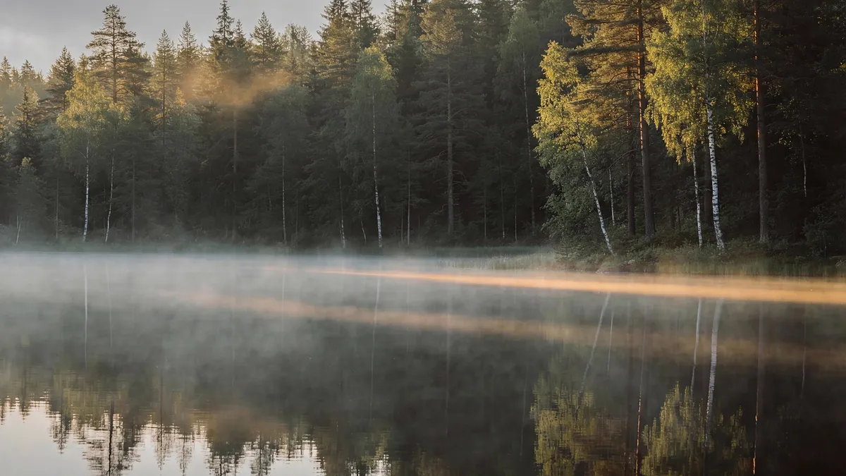 Nattrum miljöbild - skog i dimma
